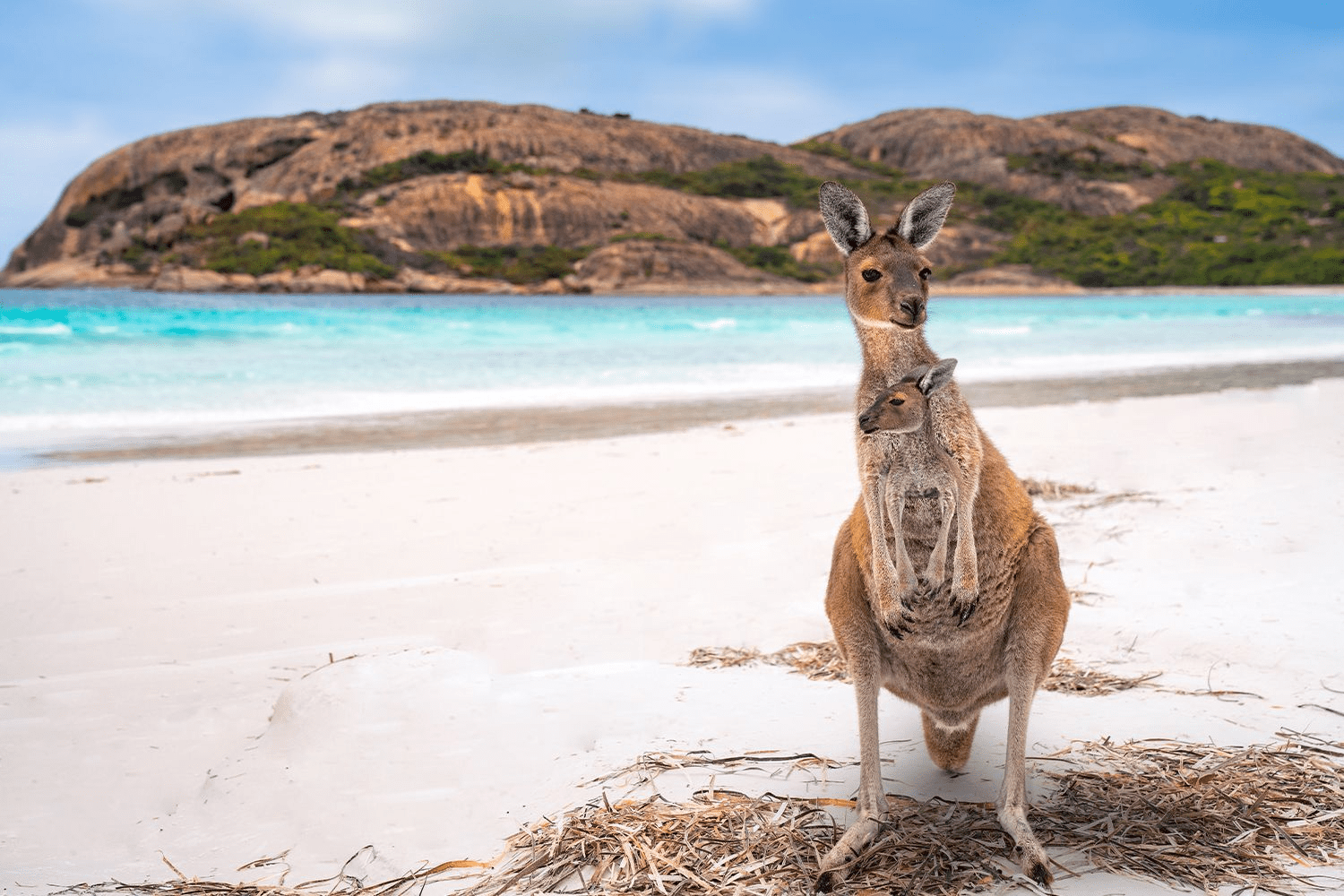 Beaches in Australia – Where to Swim, Surf, and Soak Up the Sun