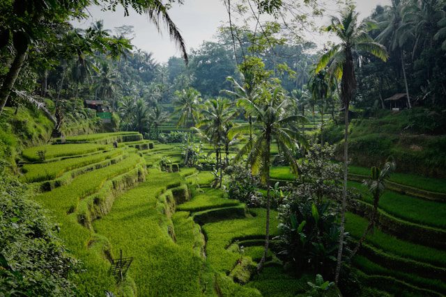 Best things to buy in Bali
