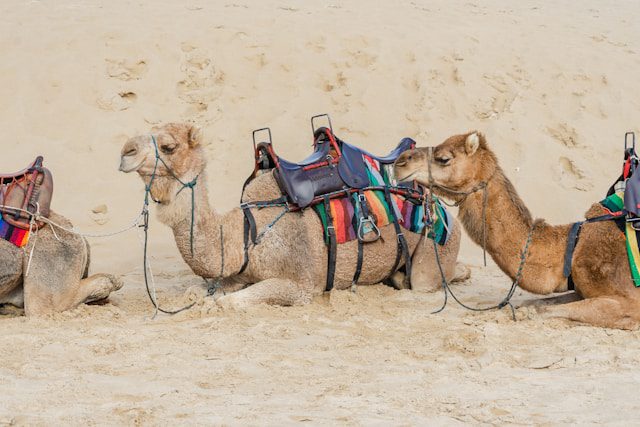 Camel Wrestling Festival