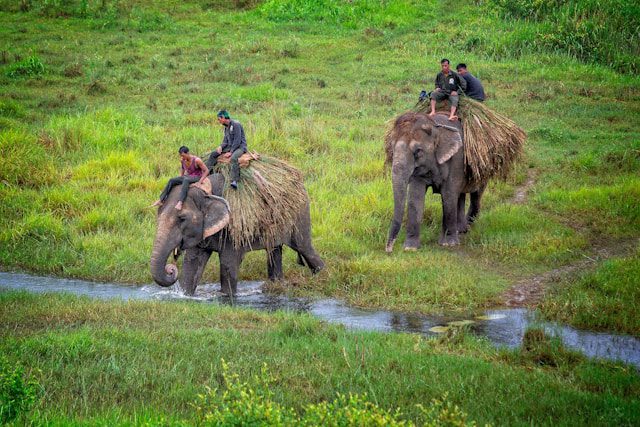 Chitwan national park