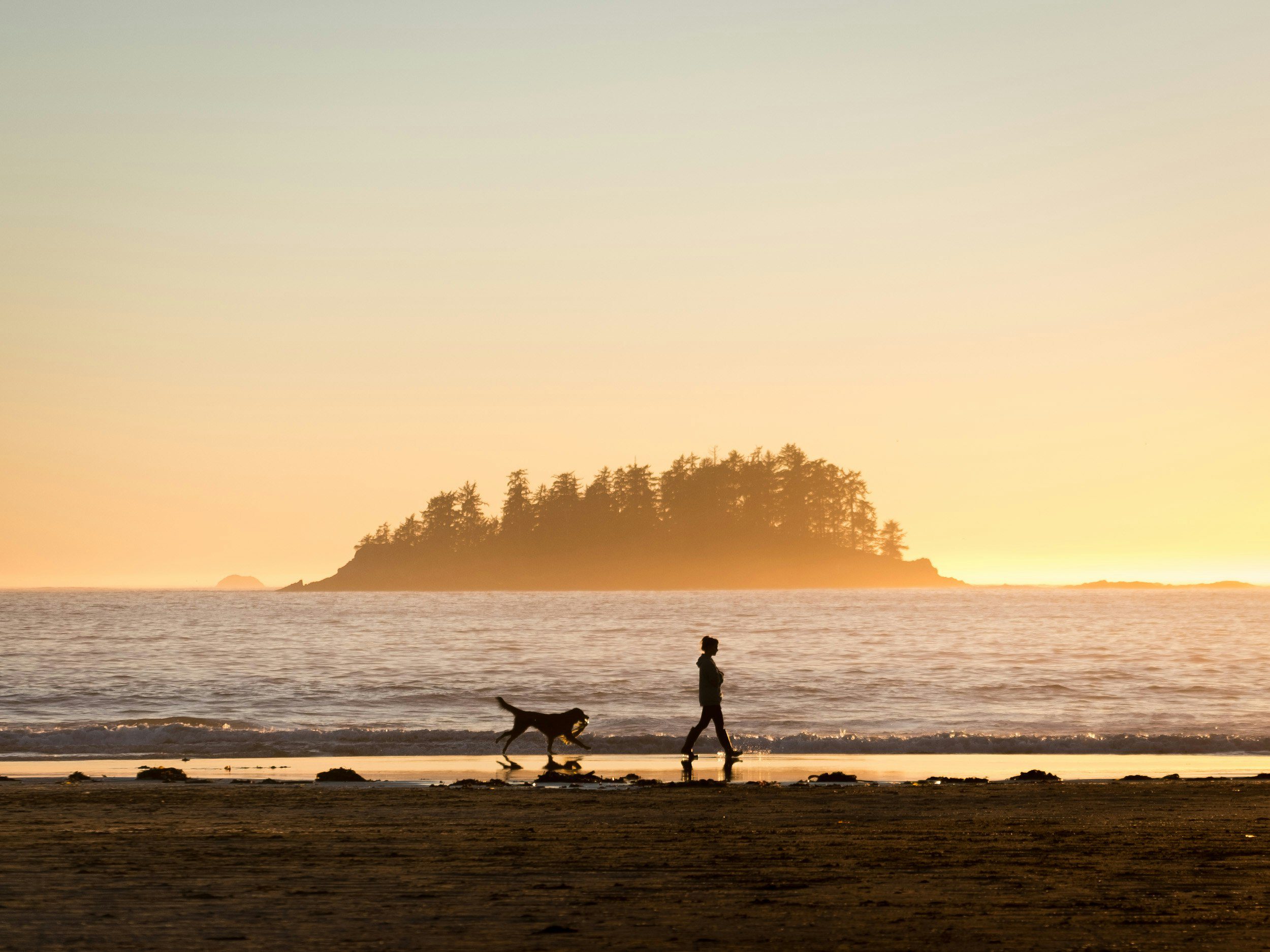 Dog walking during sunset on a beach in Canada