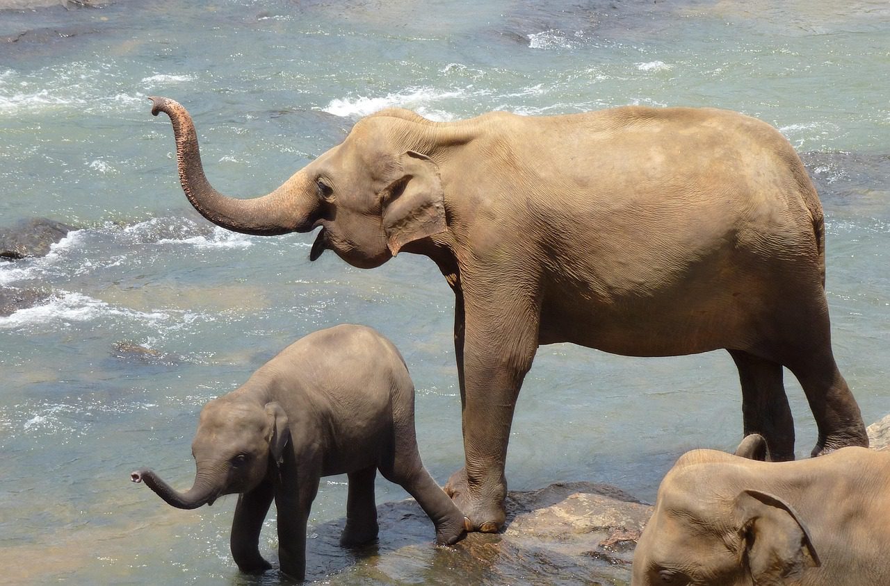 Elephants playing with water