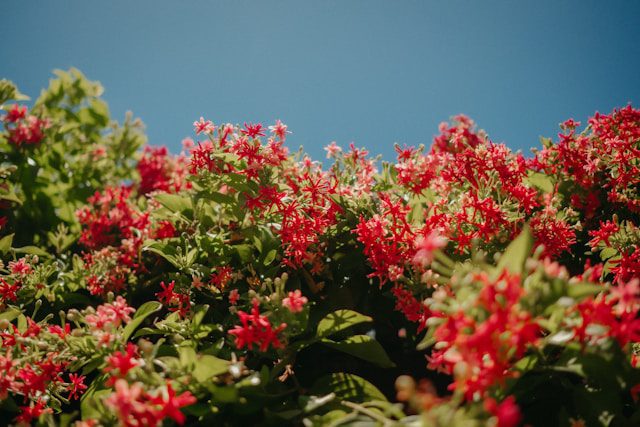Flower festival in Vietnam