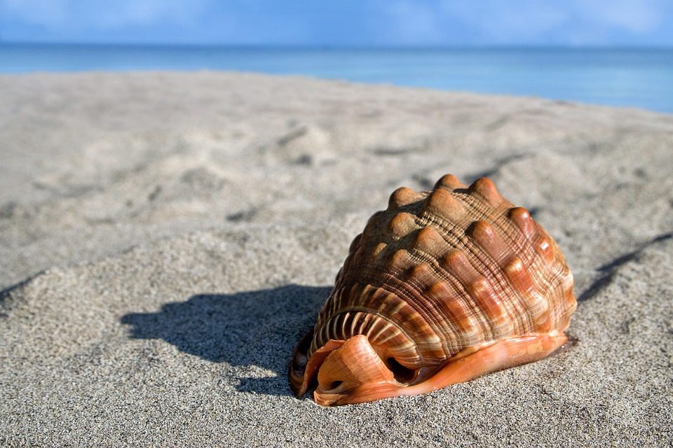 Giant conch shell resting on a sandy beach in Norway