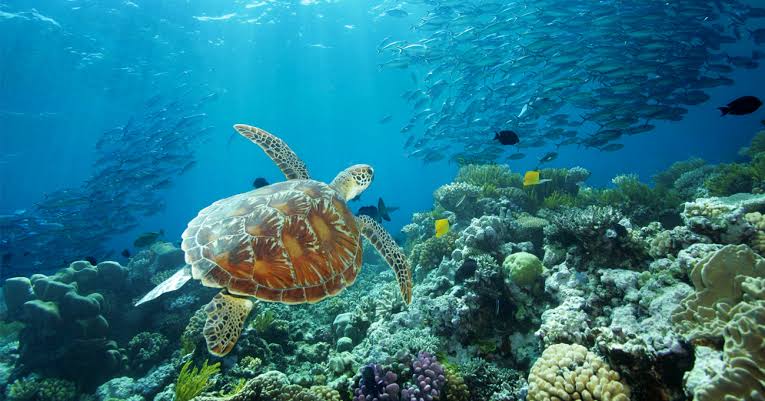Great Barrier Reef – A Natural Wonder