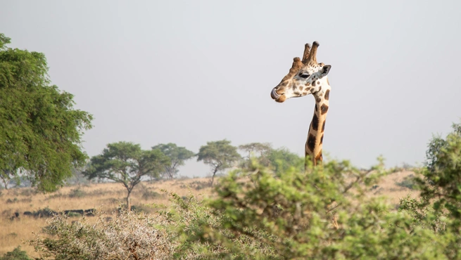 How To Check Uganda Visa Status Using Passport Number?