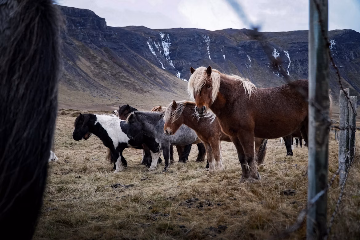 Icelandic horses gathered in a corral during Laufskálarétt