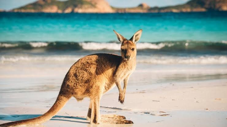 Kangaroo Island – A Wildlife Lover
