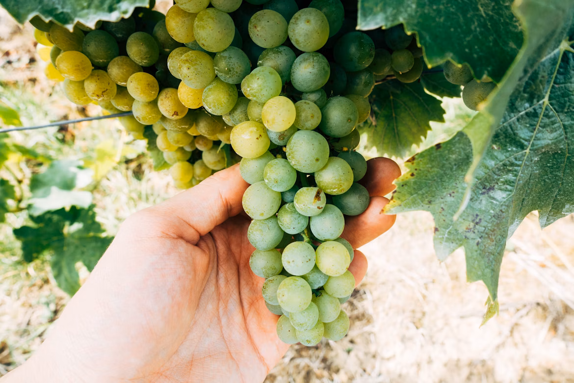 Locals picking grapes during the Rtveli harvest festival in Kakheti