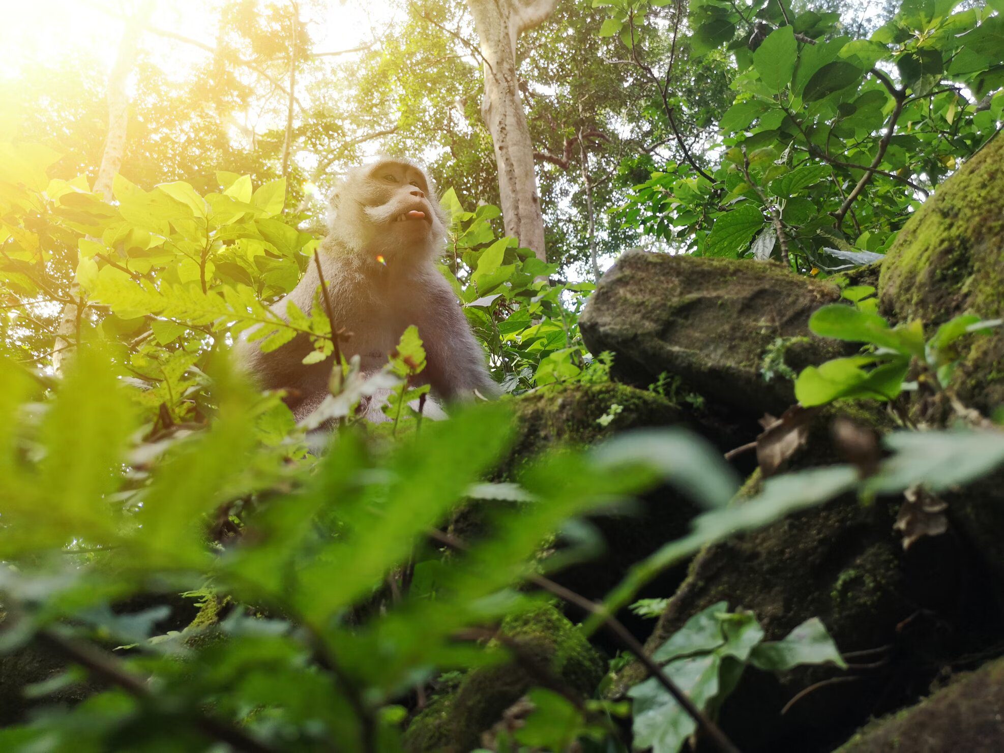 Meet the Bali Monkeys at Ubud’s Monkey Forest