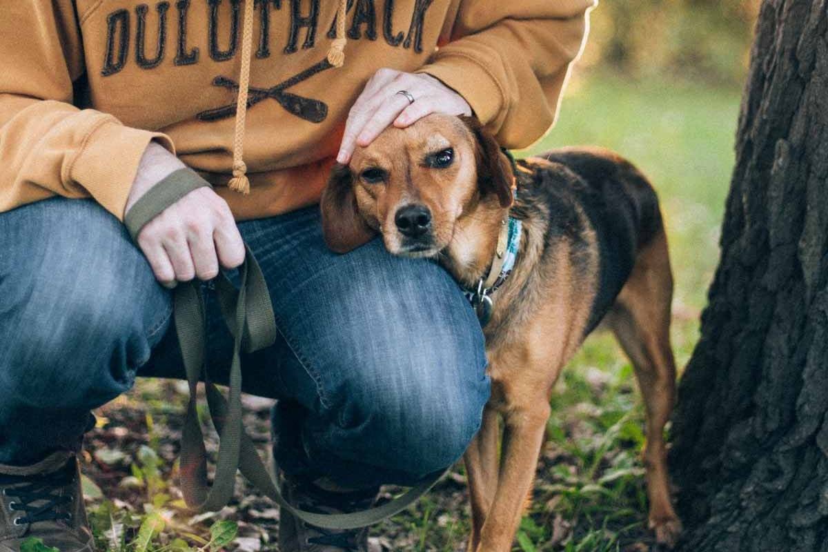 Dog laying her head on a man's lap.