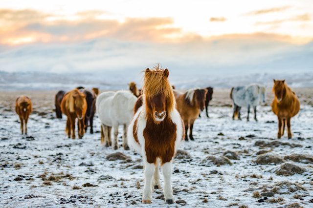 Snow horses in Iceland