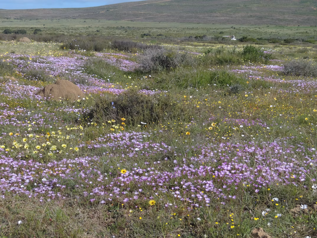 South African wildflowers in bloom
