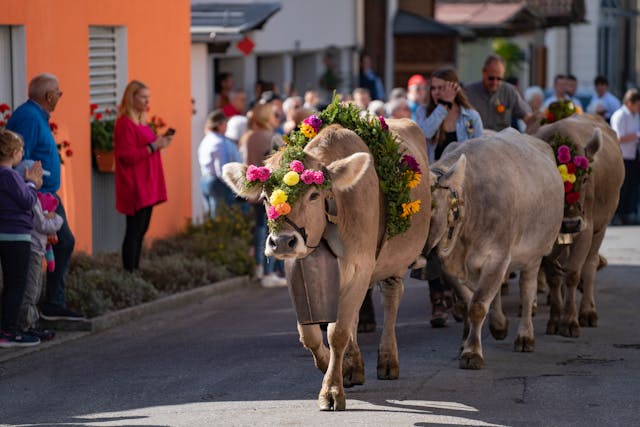 Swiss Cow Parade
