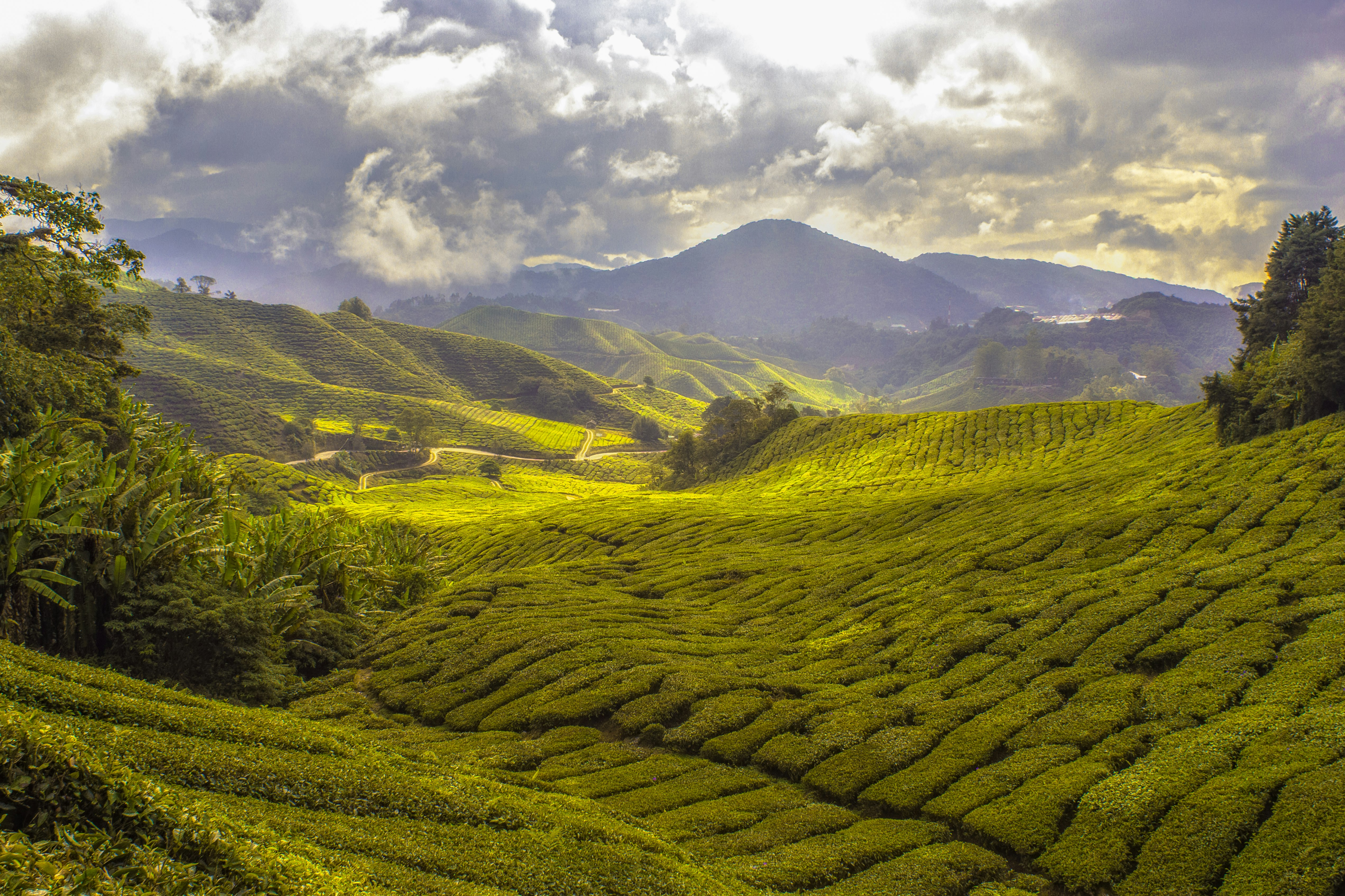 Tea plantations in Malaysia