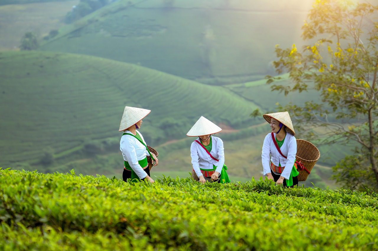 Traditional Vietnamese women picking tea leaves