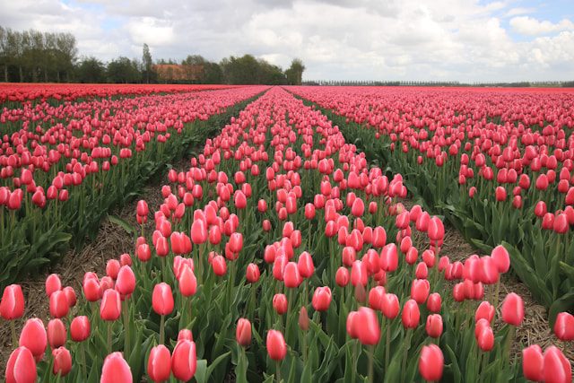 Tulip Festival