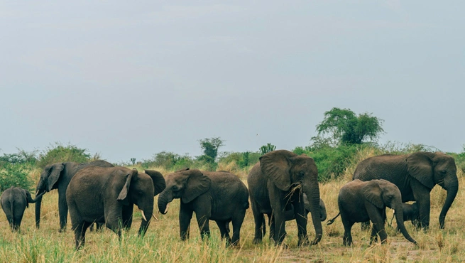 Uganda Visa Extension for Indians