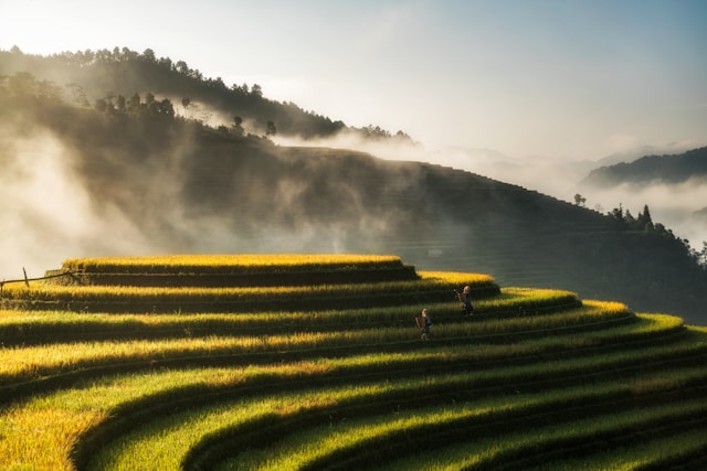 Vietnam in September – Golden Rice Harvest, National Celebrations & Cultural Heritage