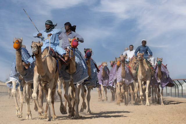 Camel Races in Egypt