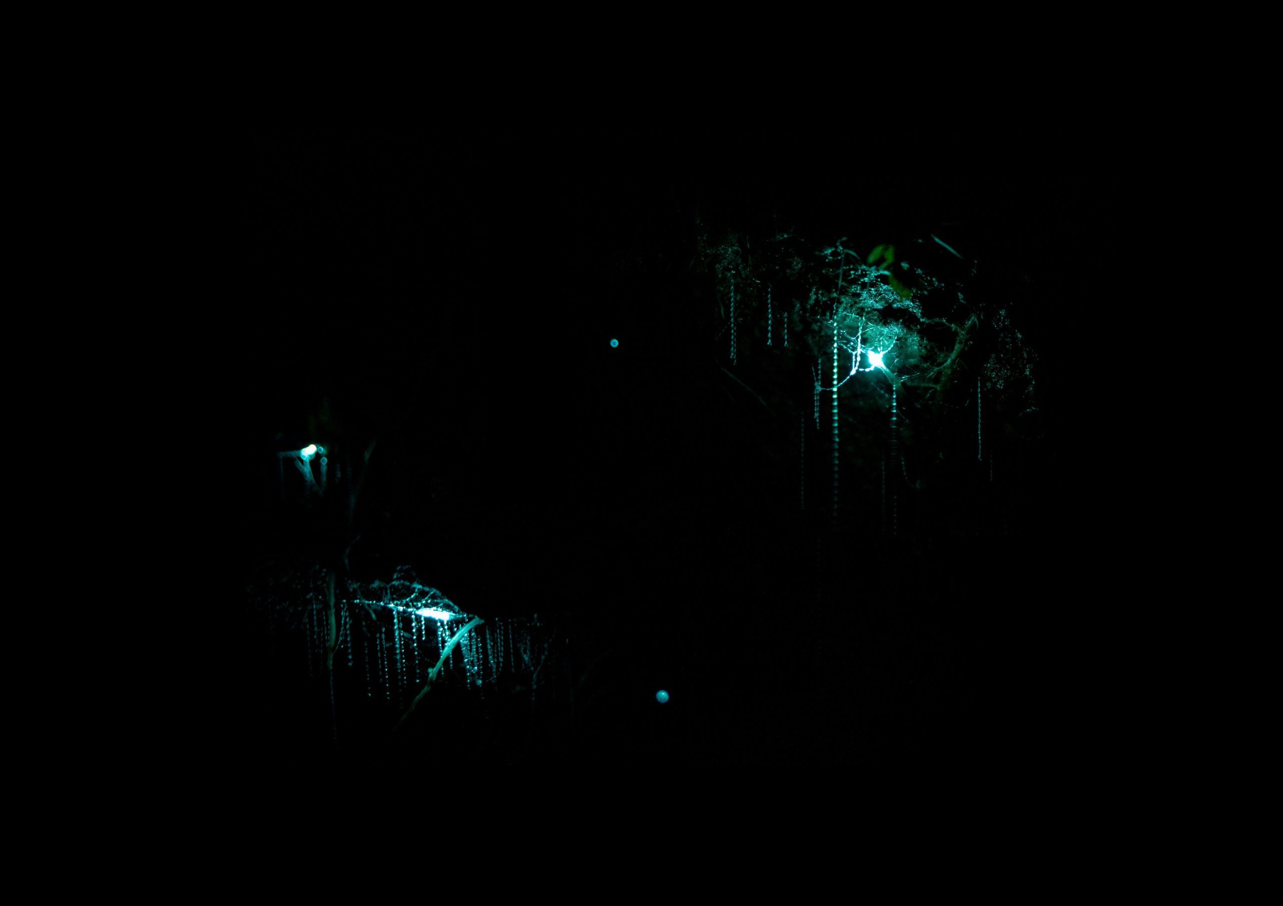 Glowworms illuminating Waitomo Caves