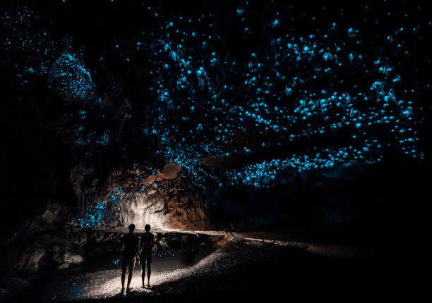 Waitomo Glowworm Caves