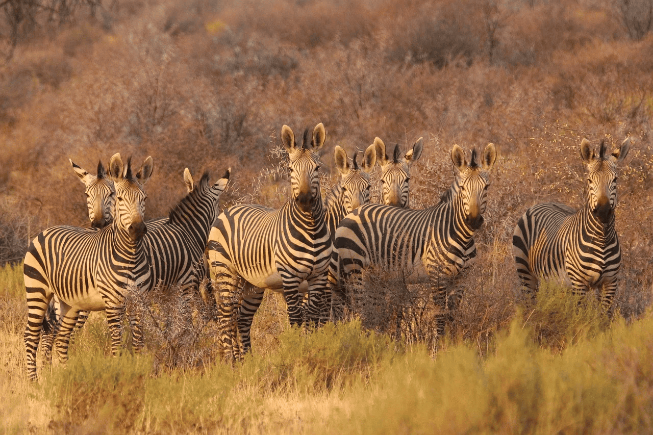 A Guide to Solo Travel in South Africa: Exploring the Rainbow Nation Alone