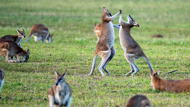 Australia Visa Appeal for Indians