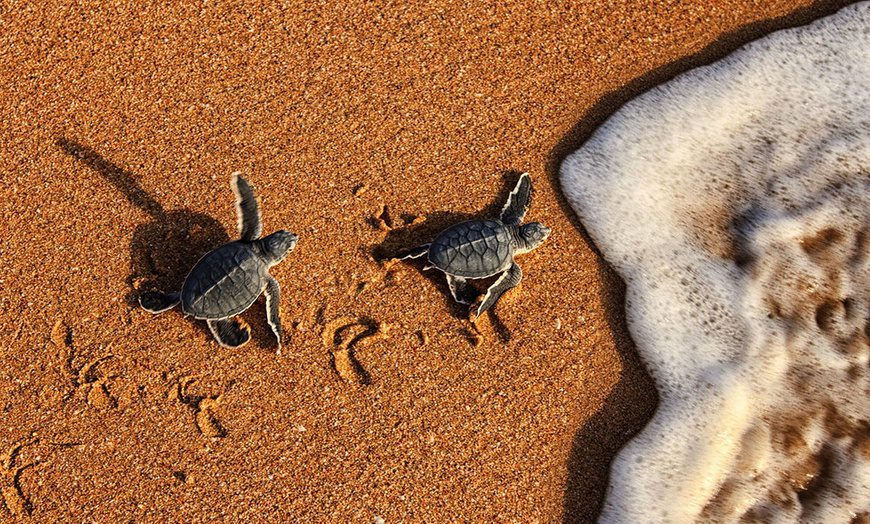 Baby Turtles at Ras al Jinz, Oman
