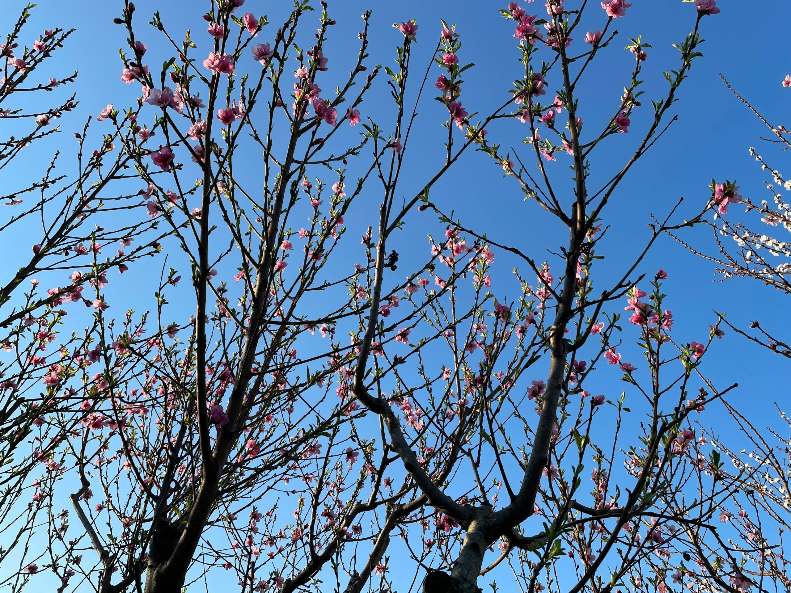 Explore Spring in Australia | Weather, Things to Do, Travel Tips & More