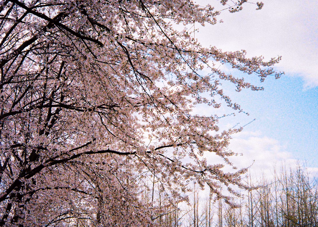 South Korea Cherry Blossoms