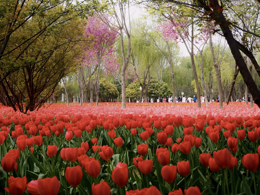 Tulip blooms in Istanbul’s Emirgan Park