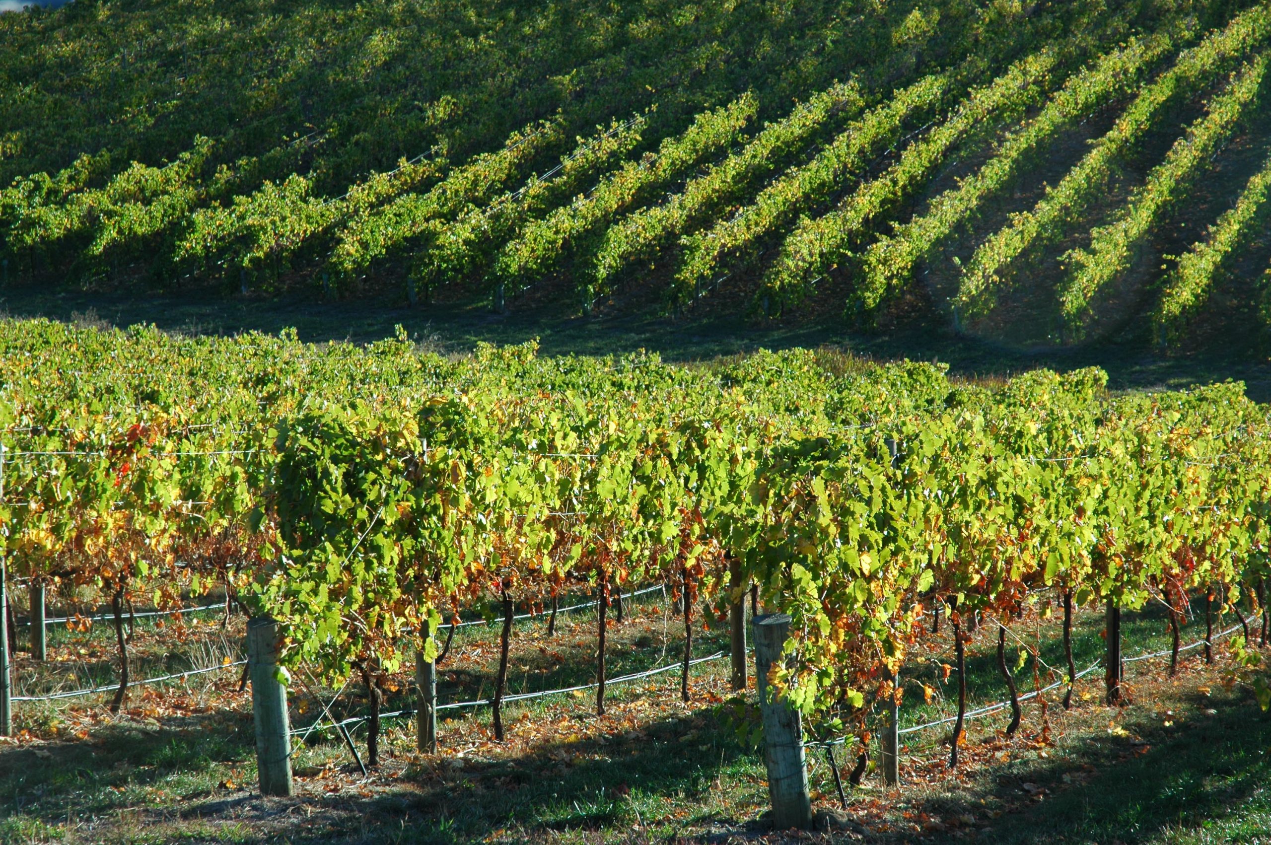 Enjoy Wineries in Australia