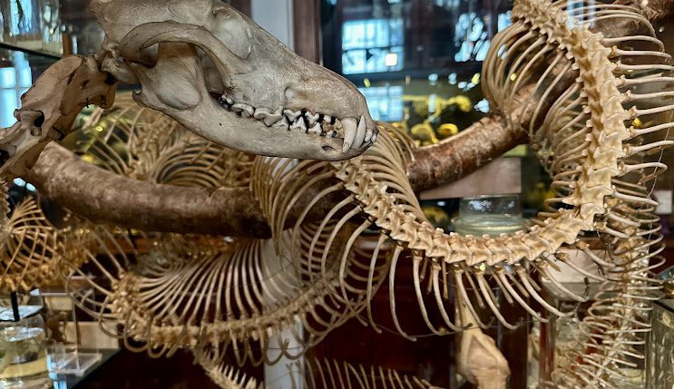 Grant Museum of Zoology