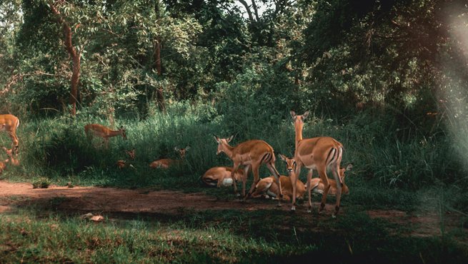 How To Check Rwanda Visa Status Online For Indians