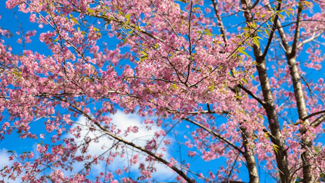 Indian eVisa for Belarusian Citizens in 2026