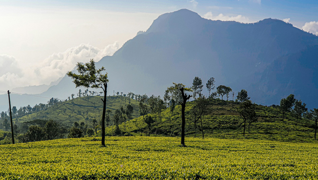 India Visa for Guyanese Citizens