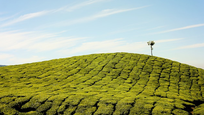 India Evisa for Mauritius