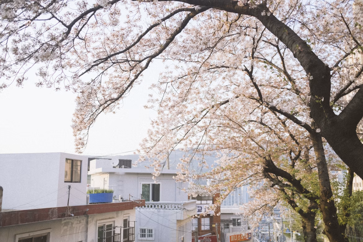Spring in South Korea