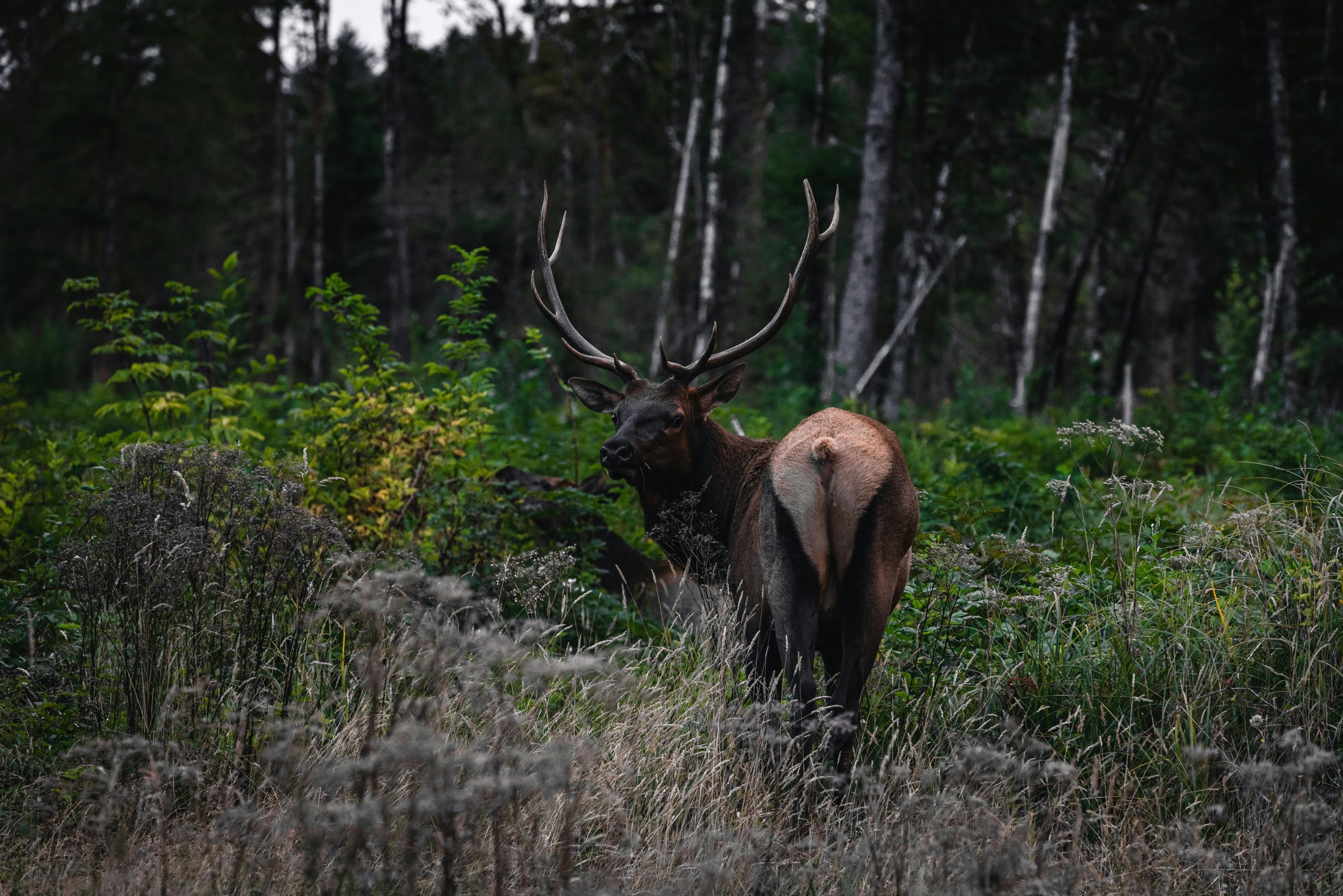 Go on a Moose Safari