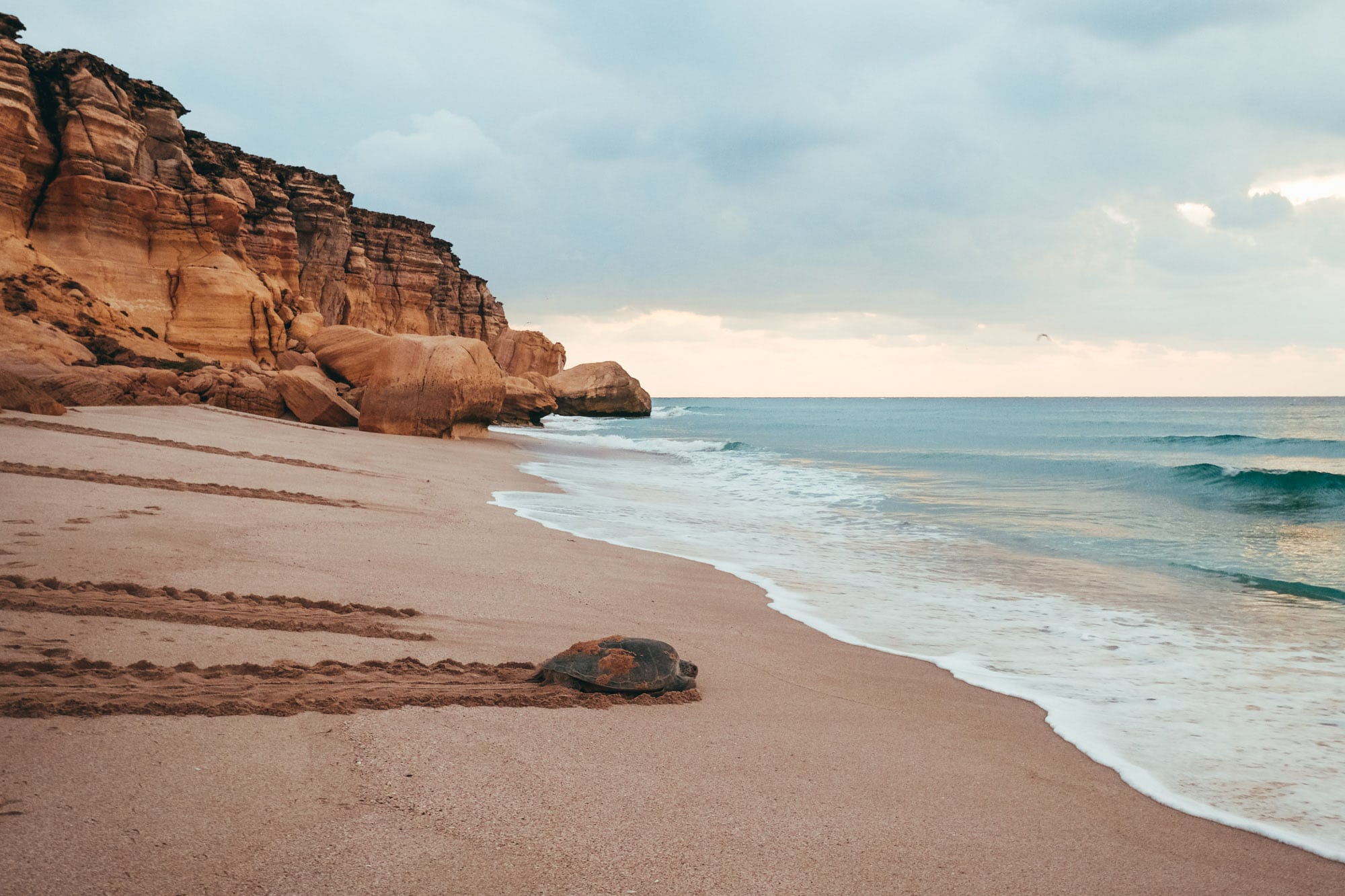 Ras Al Jinz Turtle Reserve, Oman