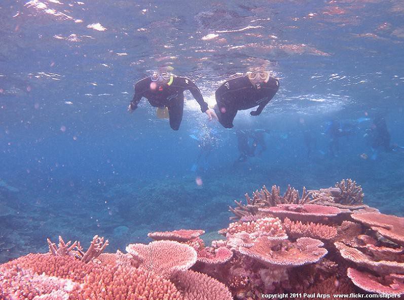 Snorkeling in the Great Barrier Reef, Australia