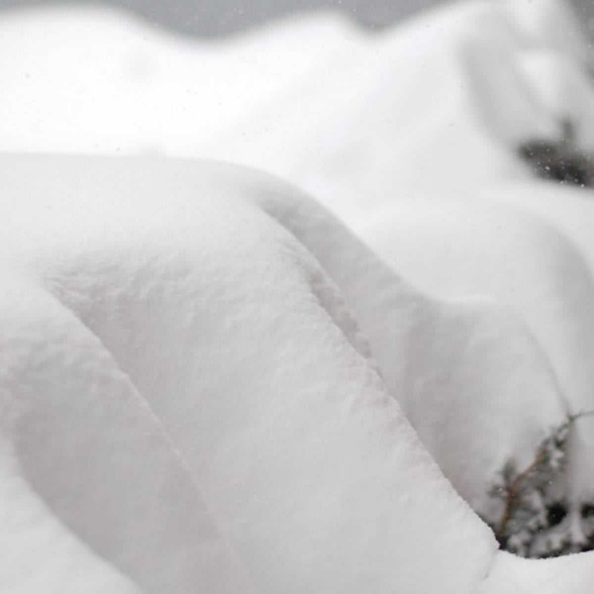 Minnesota Snow sheets on branches.