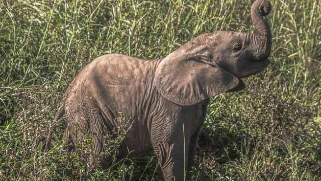 Tanzania Visa Extension