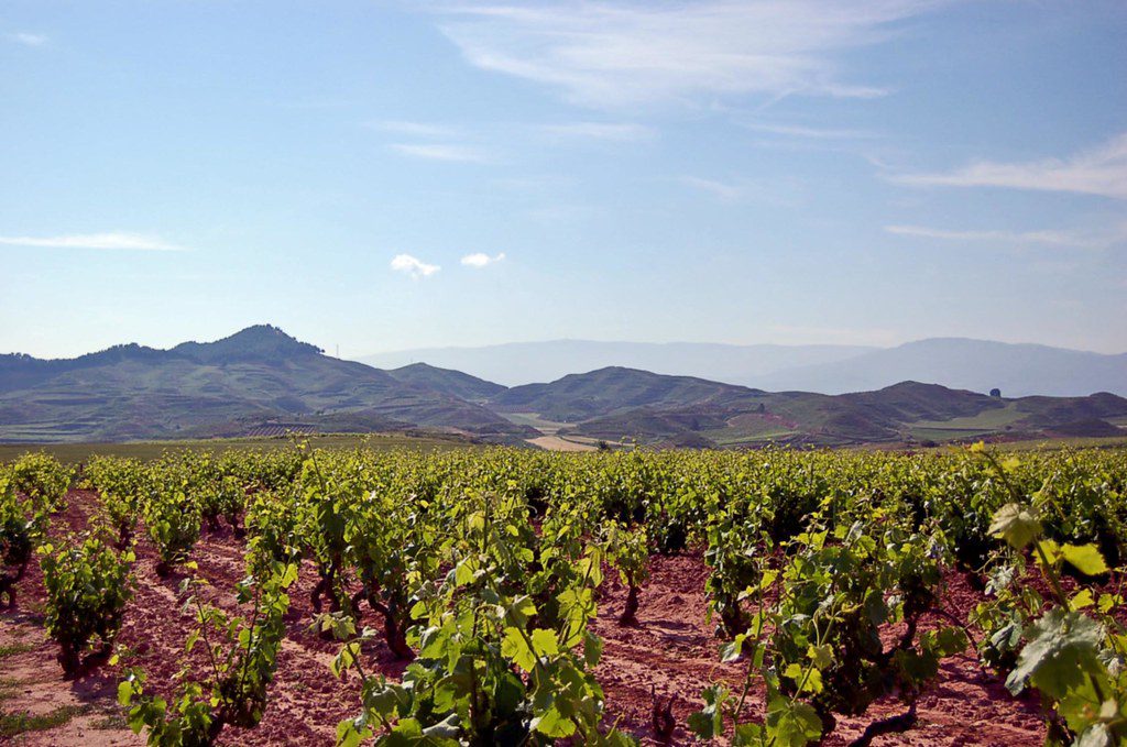 Vineyards in La Rioja